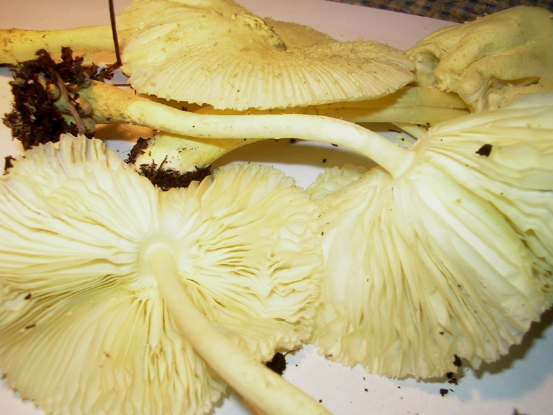 da determinare (Leucocoprinus sp.)