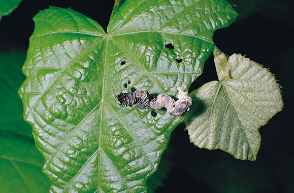 Bruchi non identificabili?