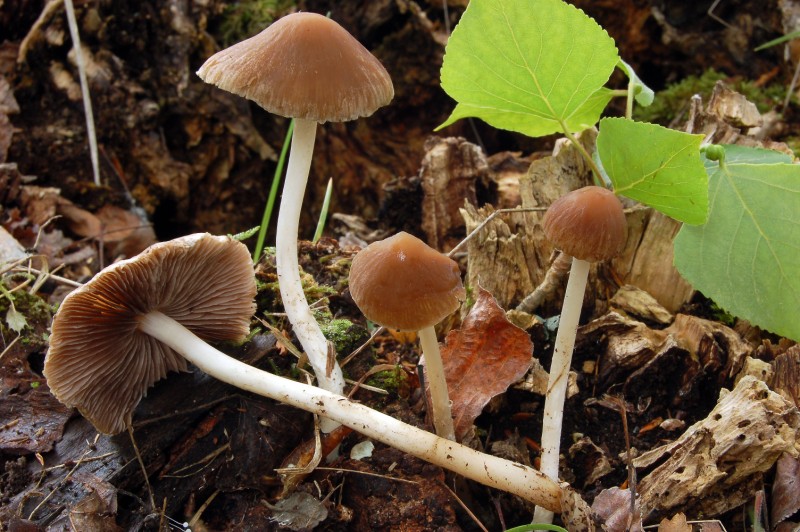 Psathyrella da determinare (Cfr. P. spadiceogrisea)