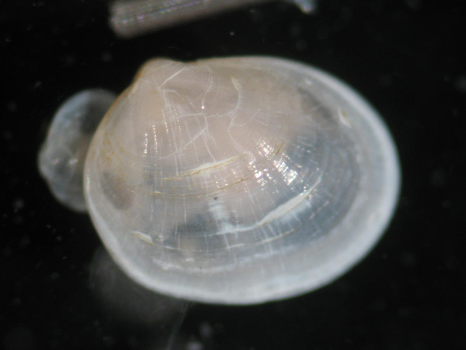 Montacuta substriata