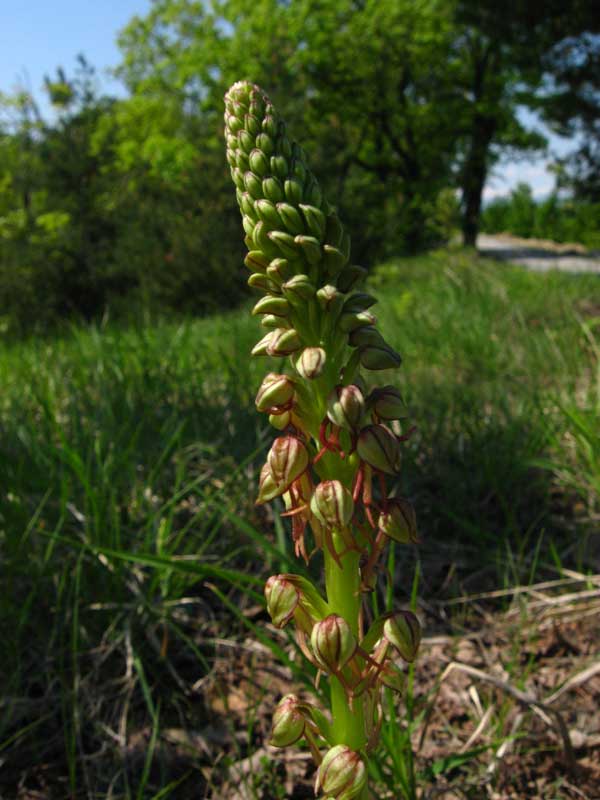 Orchis anthropophora