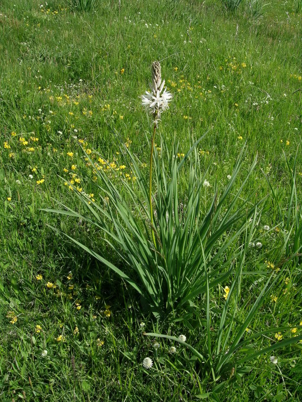 Zona Torgnon - Valtorurnenche - Asphodelus albus