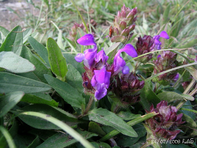 Prunella grandiflora / Prunella delle Alpi