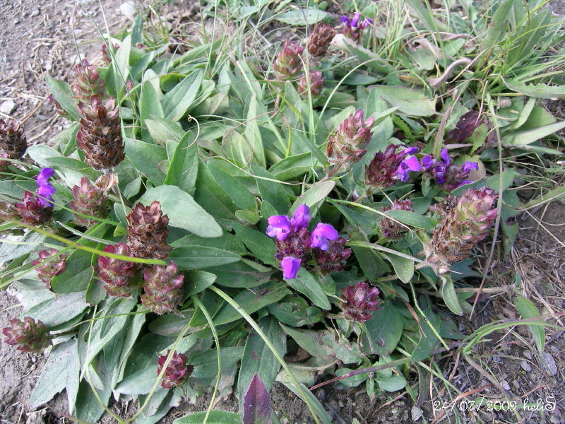 Prunella grandiflora / Prunella delle Alpi