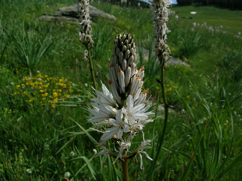 Zona Torgnon - Valtorurnenche - Asphodelus albus