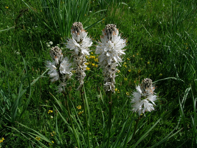 Zona Torgnon - Valtorurnenche - Asphodelus albus