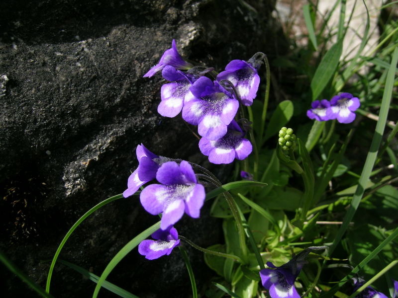 Valtorurnenche - Pinguicula leptoceras