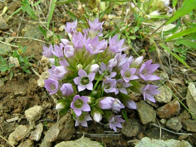 Da determinare - Valle di Gressoney - Gentianella sp.