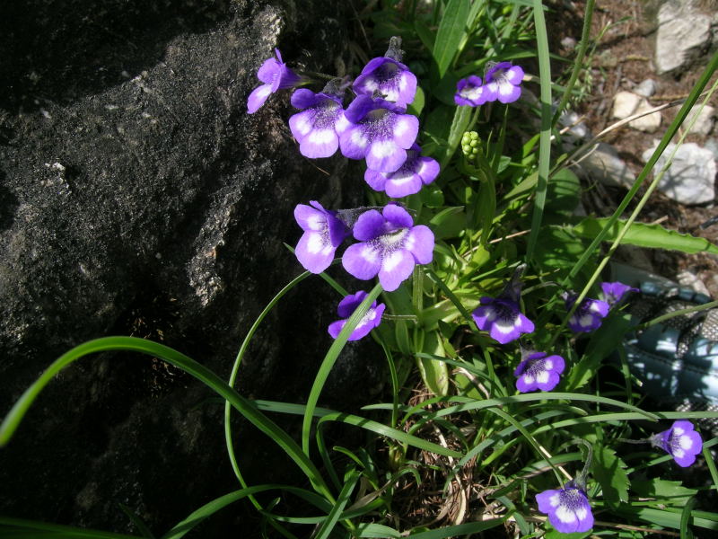 Valtorurnenche - Pinguicula leptoceras