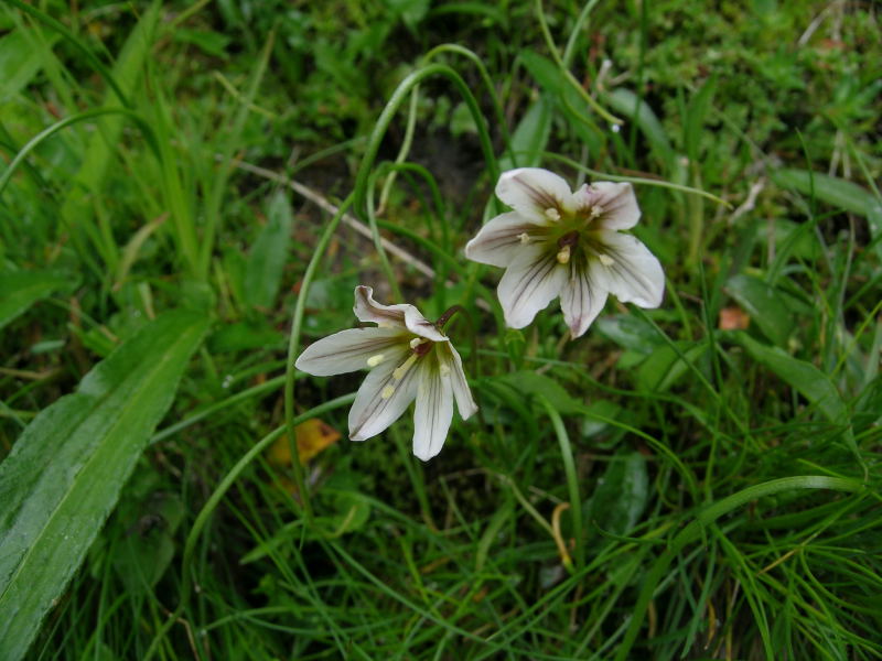 Lloydia serotina / Falangio alpino