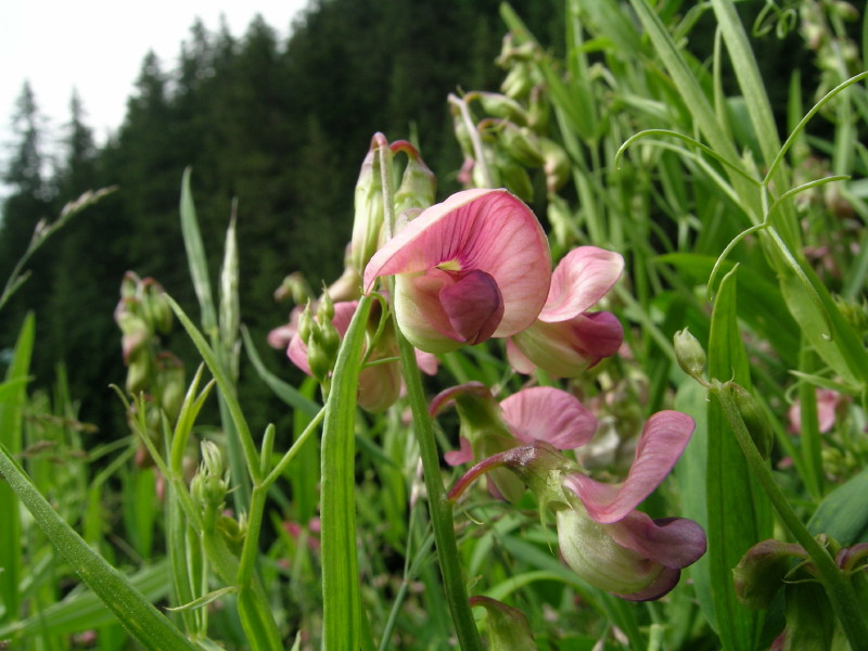 Saint Remy ,Valle Gran San Bernardo - Latyrus latifolius