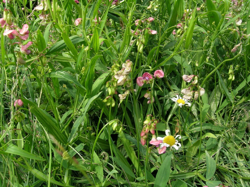 Saint Remy ,Valle Gran San Bernardo - Latyrus latifolius