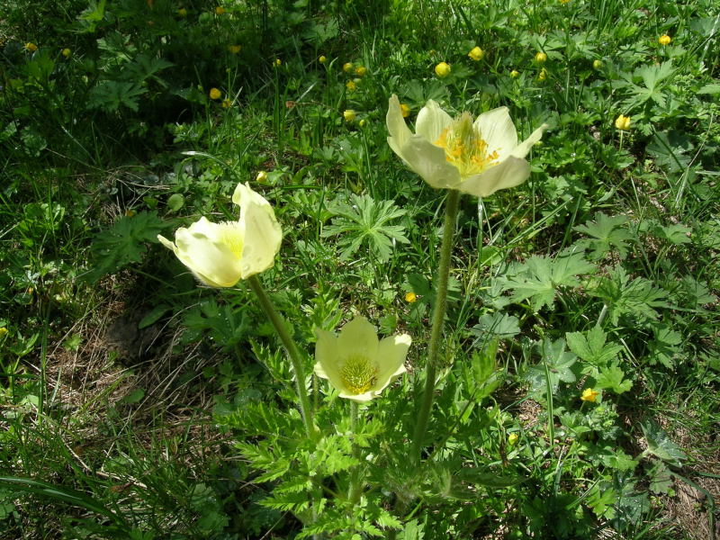 Torgnon - Valtorurnenche - Pulsatilla alpina ssp. apiifolia