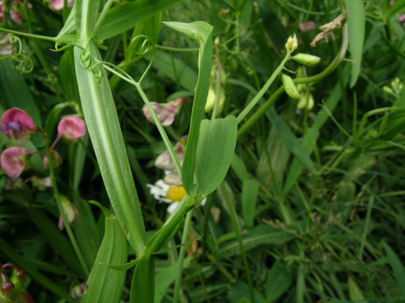 Saint Remy ,Valle Gran San Bernardo - Latyrus latifolius