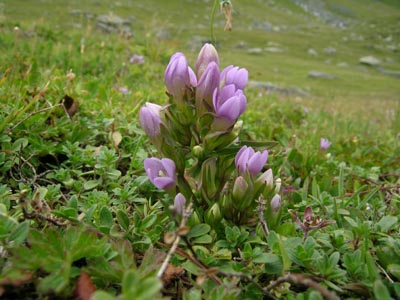 Da determinare - Valle di Gressoney - Gentianella sp.