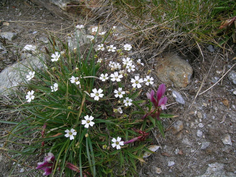 Alpe Angeloga - Silene rupestris