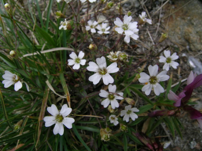 Alpe Angeloga - Silene rupestris