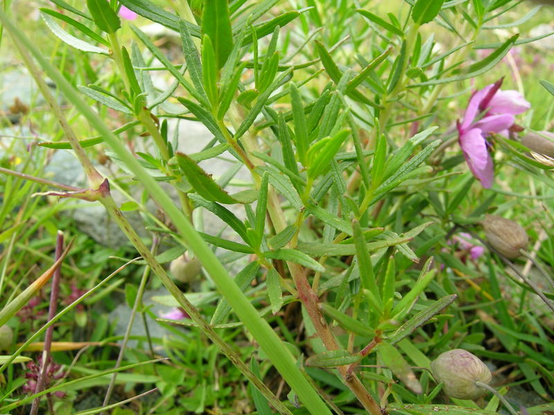 Valle di Gressoney - Chamaenerion fleischeri (ex Epilobium fleischeri)