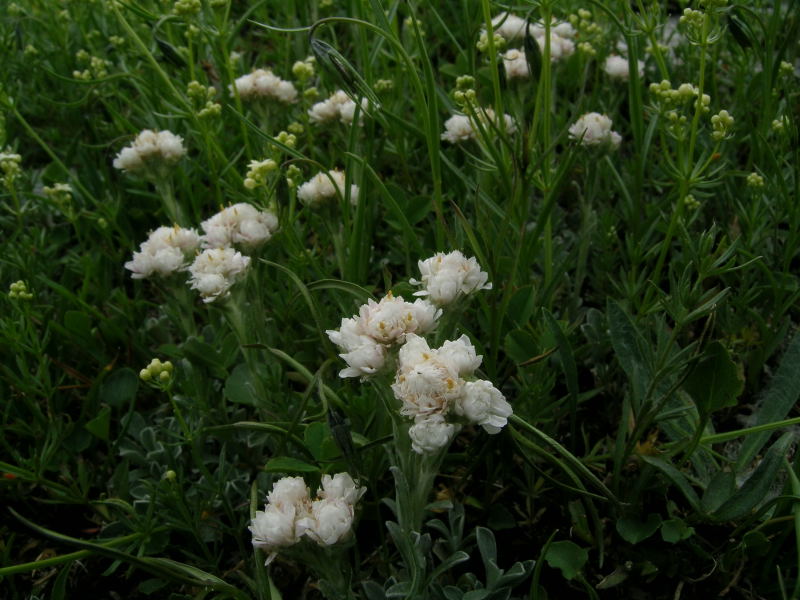 Alpe Angeloga - Antennaria dioica