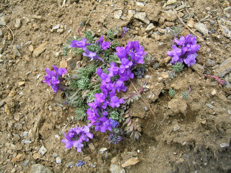 Alta Val formazza - Linaria alpina