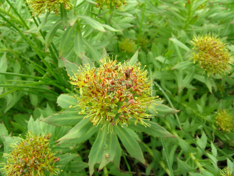 In Val di Genova - Rhodiola rosea