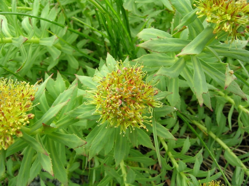 In Val di Genova - Rhodiola rosea