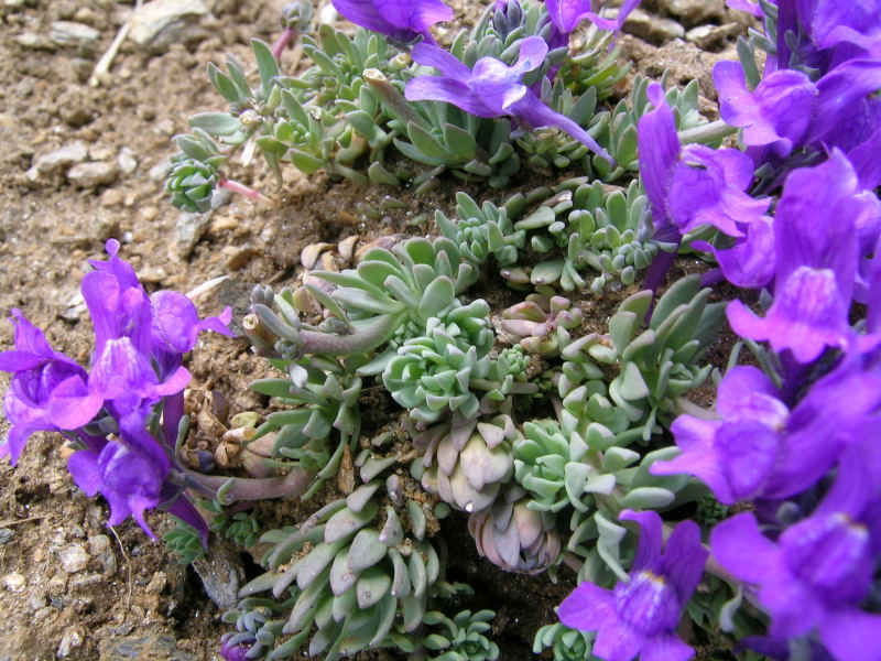 Alta Val formazza - Linaria alpina