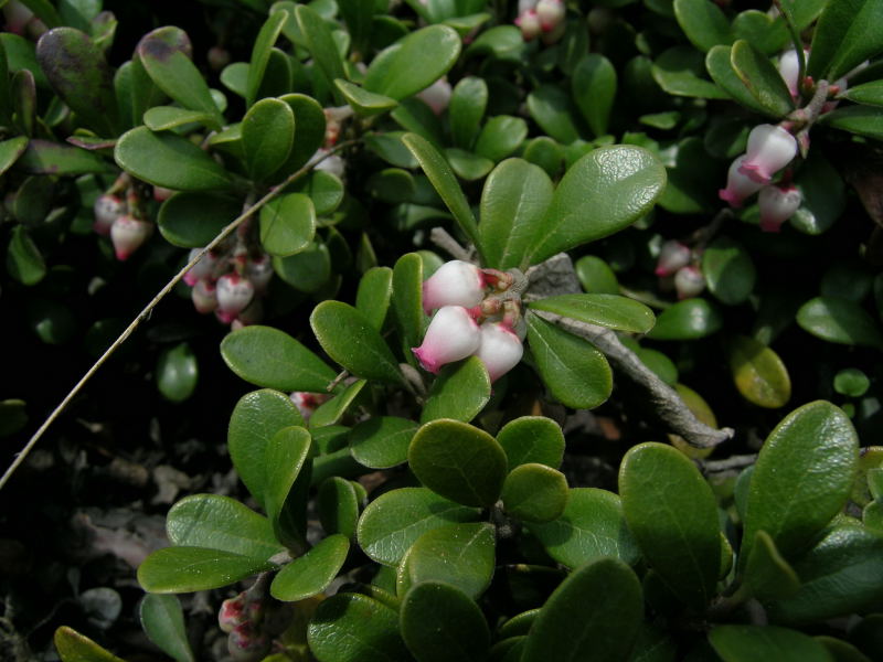 Arctostaphylos uva-ursi / Uva ursina