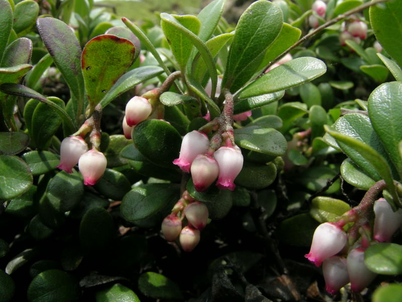 Arctostaphylos uva-ursi / Uva ursina