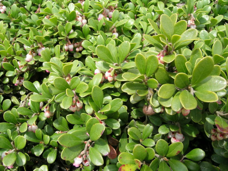 Arctostaphylos uva-ursi / Uva ursina