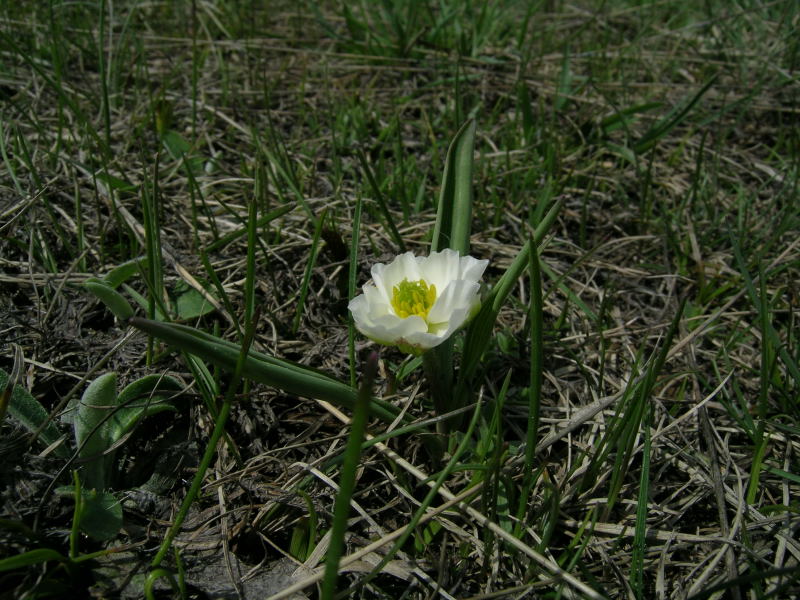 Vetan, Valle d''Aosta - Ranunculus kuepferi