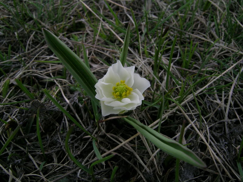 Vetan, Valle d''Aosta - Ranunculus kuepferi