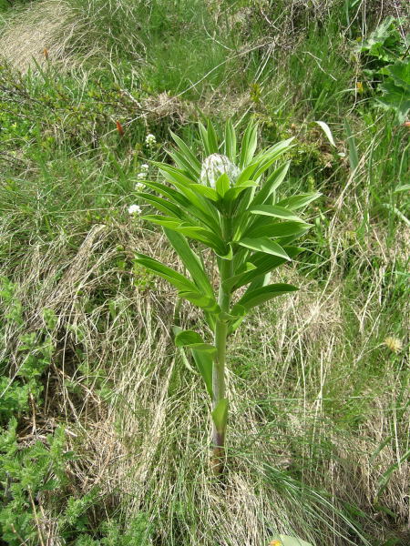 Valtorurnenche - Lilium martagon in boccio