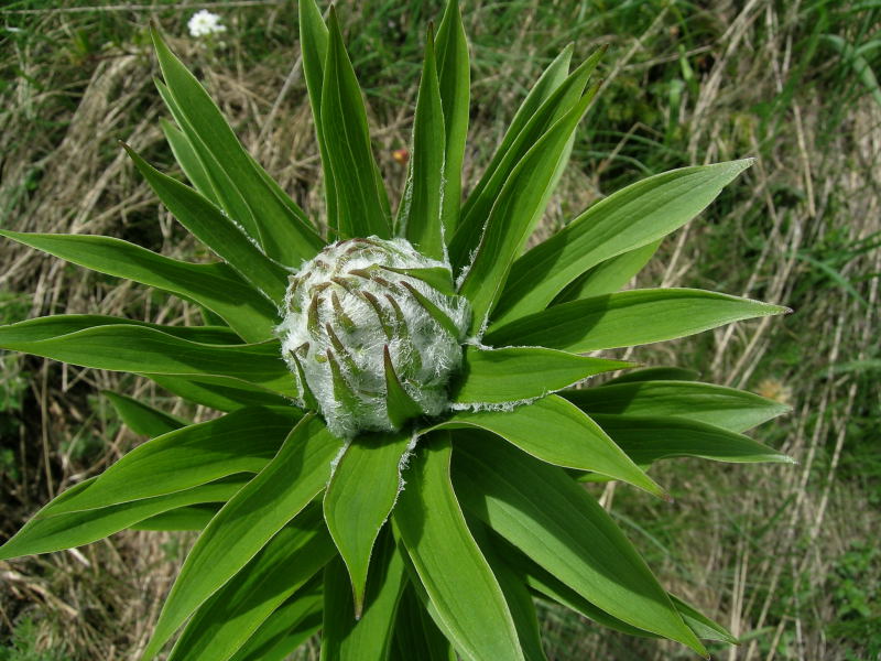 Valtorurnenche - Lilium martagon in boccio