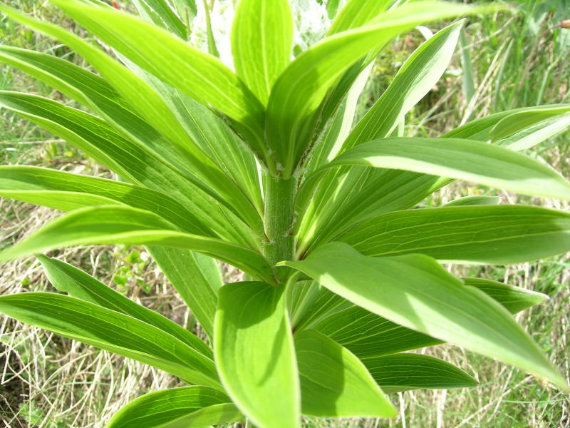 Valtorurnenche - Lilium martagon in boccio