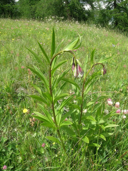 Valtorurnenche - Lilium martagon