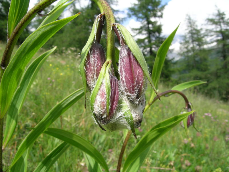 Valtorurnenche - Lilium martagon