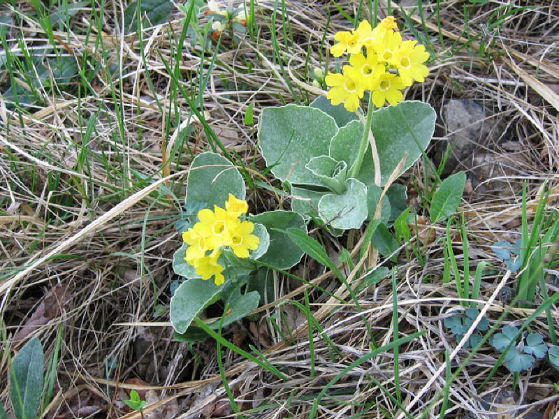 Primula auricula