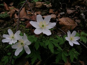 Val d''Intelvi - Anemone nemorosa