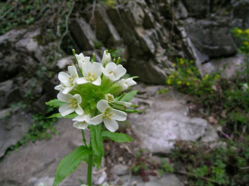 Terz''Alpe - Canzo - Arabis turrita e Cardamine heptaphylla