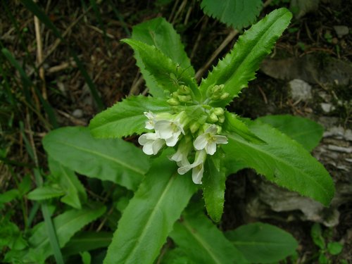 Terz''Alpe - Canzo - Arabis turrita e Cardamine heptaphylla