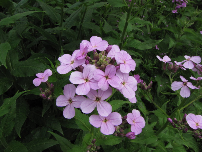 Da determinare: Valsassina - Hesperis matronalis