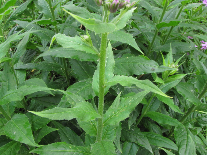 Da determinare: Valsassina - Hesperis matronalis