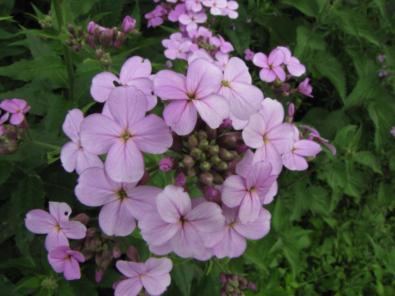 Da determinare: Valsassina - Hesperis matronalis