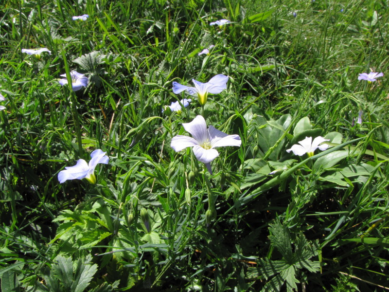 Monte Coltignone - Linum alpinum sl.