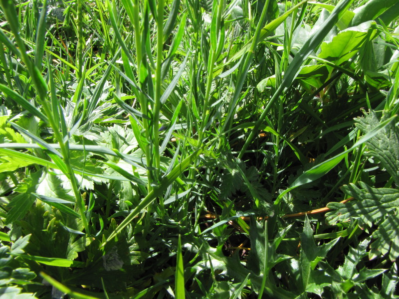 Monte Coltignone - Linum alpinum sl.