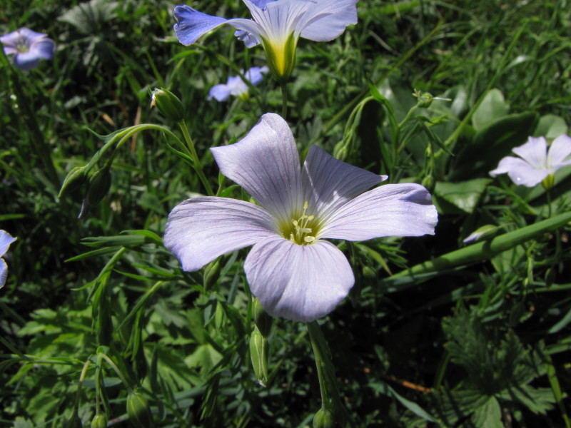 Monte Coltignone - Linum alpinum sl.