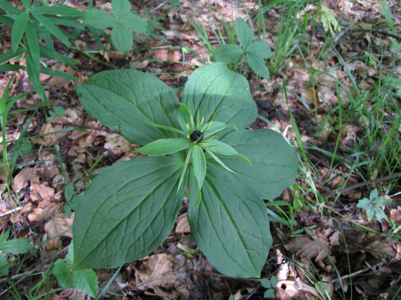 Sopra Ballabio - Paris quadrifolia