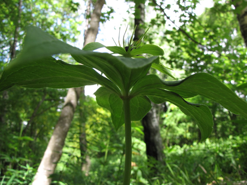 Sopra Ballabio - Paris quadrifolia