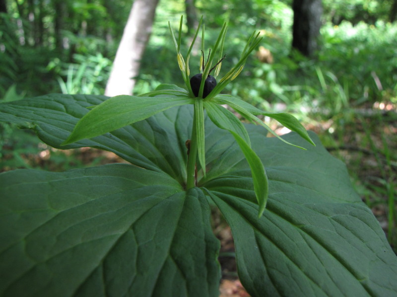 Sopra Ballabio - Paris quadrifolia